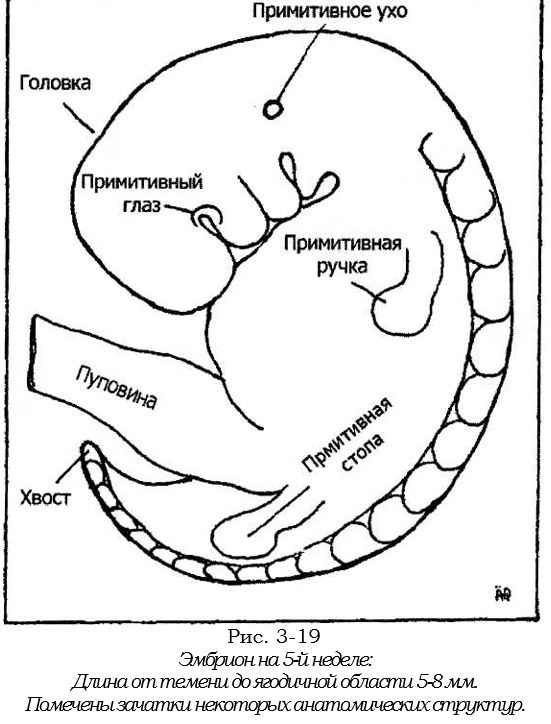 5 неделя эмбрион.JPG