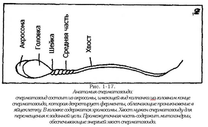 анатомия сперматозойда.JPG