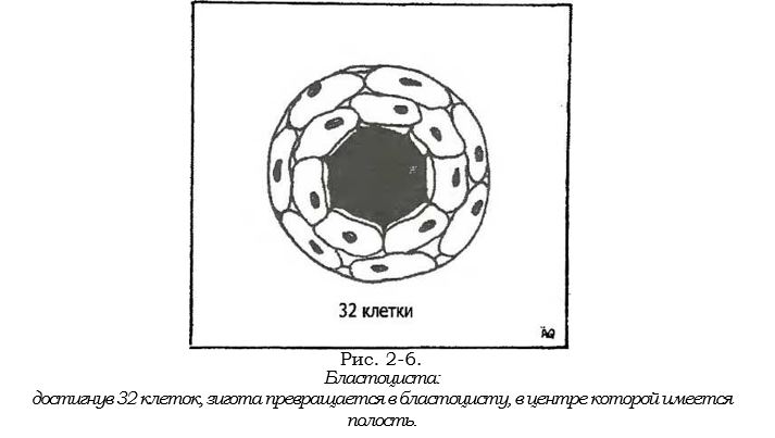 Бластоциста.JPG
