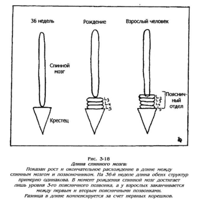 длина спиного мозга.JPG