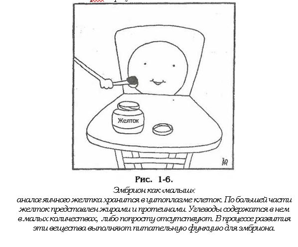 эмбрион.JPG