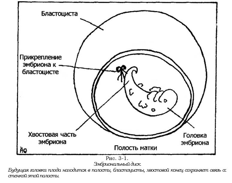 Эмбриональный диск.JPG