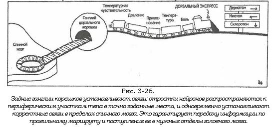 ганглии.JPG