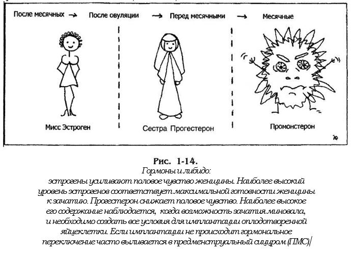 гармоны и либидо.JPG