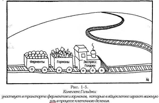 гольджи.JPG