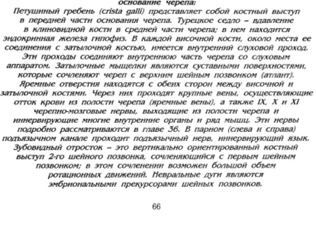хрящевой череп 2.JPG