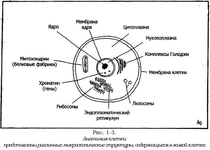 клетка.JPG