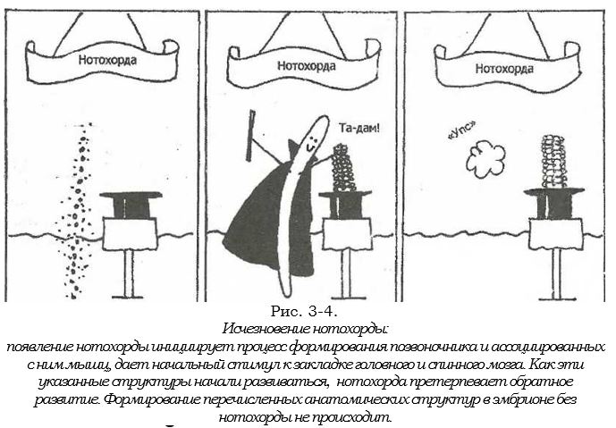 нотохондра.JPG
