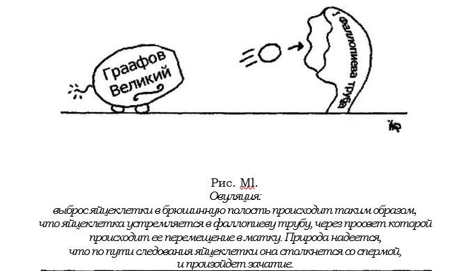 овуляция.JPG