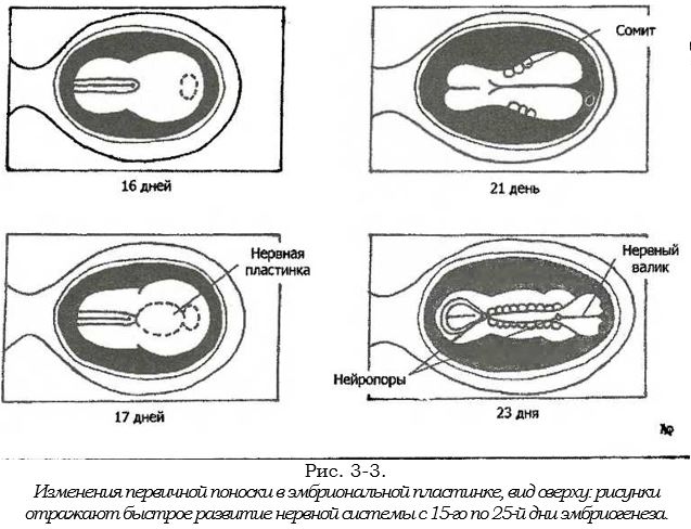 пластинка.JPG