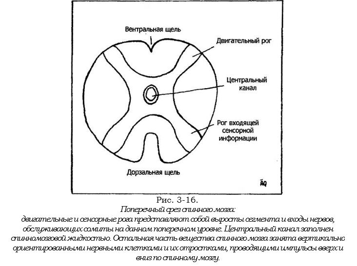 поперечный срез спиного мозга.JPG