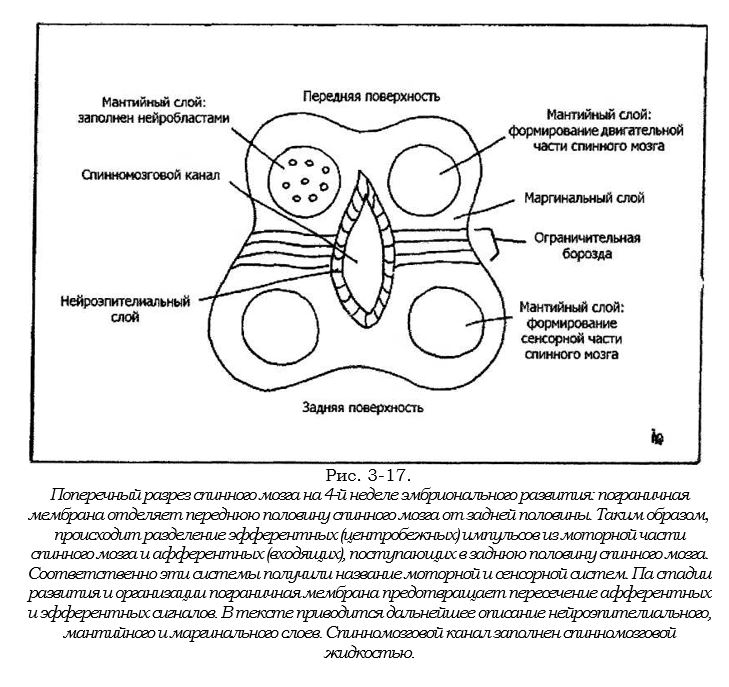 разрез спитного мозга.JPG