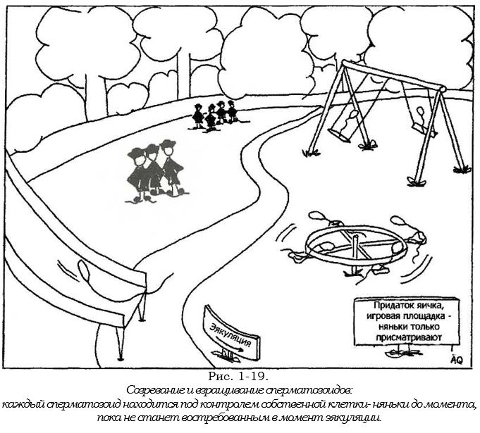 созревание сперматозодов.JPG