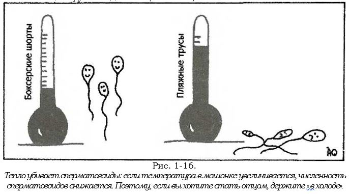 сперматозойды.JPG