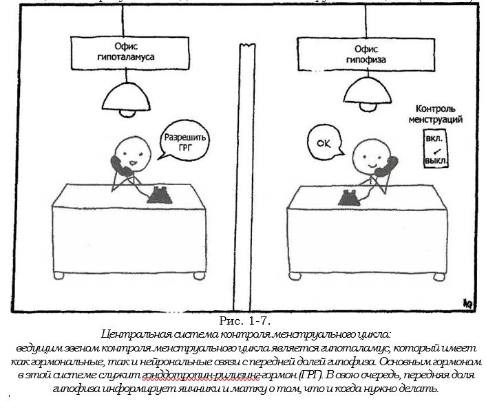 центральная система.JPG