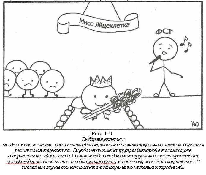 яйцеклетка.JPG